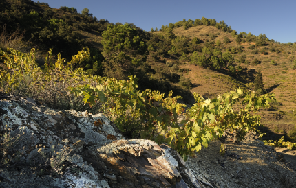 biodynamisch bioweine